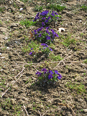 pansy unmulched